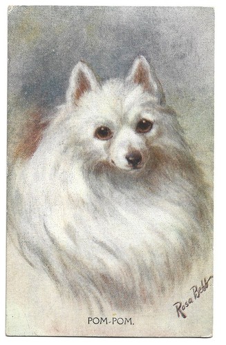 Antica cartolina animali cane - antica,